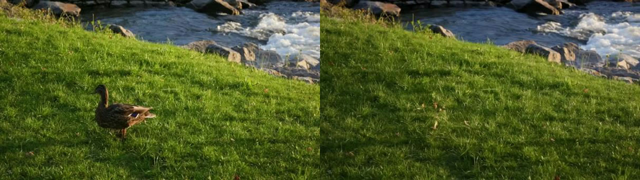 A duck on a riverbank, and the same frame with the duck removed by PISCO-Removal.